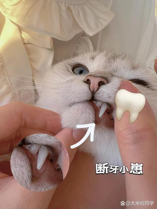 猫咪牙齿断了怎么办,猫咪牙齿断了一半是咋回事?-第6张图片-后鲨宠物 猫咪牙齿断了怎么办,猫咪牙齿断了一半是咋回事?-第6张图片-后鲨宠物