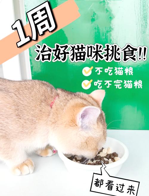  幼猫猫粮怎么吃，幼猫猫粮吃什么牌子比较好-第4张图片-后鲨宠物