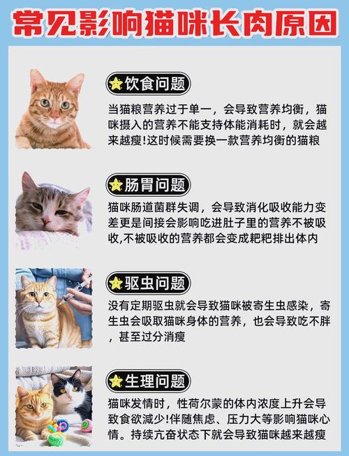  幼猫猫粮怎么吃，幼猫猫粮吃什么牌子比较好-第5张图片-后鲨宠物