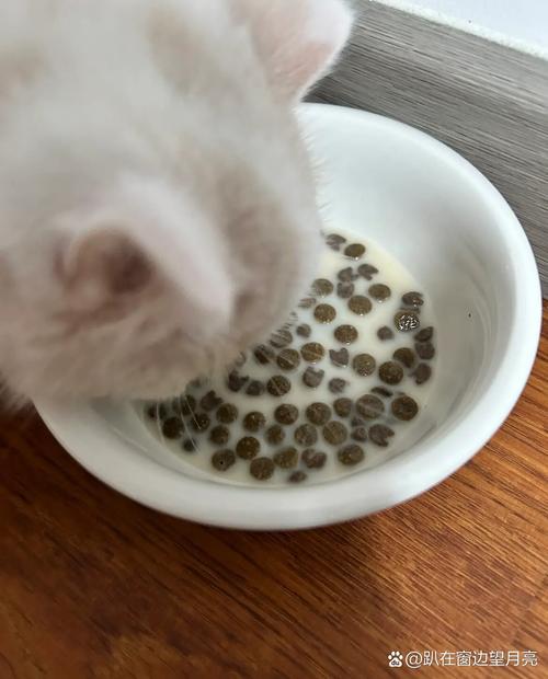  幼猫猫粮怎么吃，幼猫猫粮吃什么牌子比较好-第6张图片-后鲨宠物