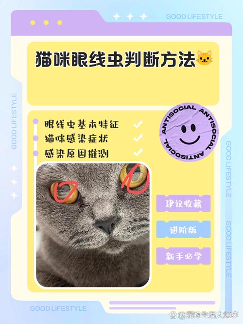 怎样判断猫咪眼线虫_怎么判断猫咪眼线虫-第4张图片-后鲨宠物 怎样判断猫咪眼线虫_怎么判断猫咪眼线虫-第4张图片-后鲨宠物