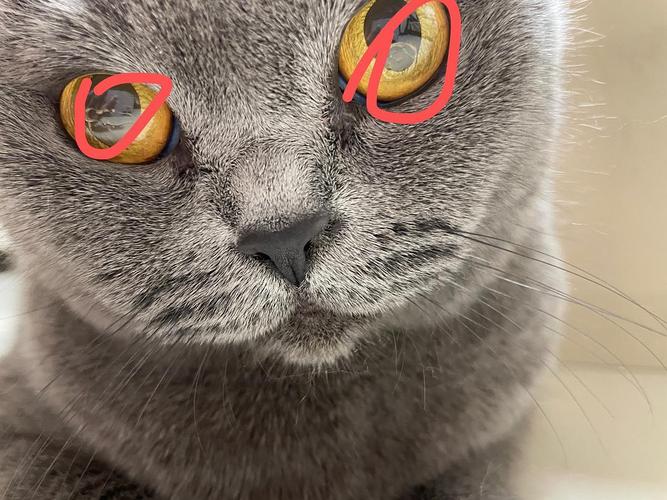 怎样判断猫咪眼线虫_怎么判断猫咪眼线虫-第5张图片-后鲨宠物 怎样判断猫咪眼线虫_怎么判断猫咪眼线虫-第5张图片-后鲨宠物