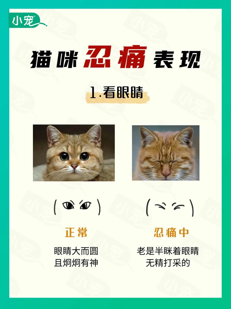 猫咪为什么不叫_如何让猫不叫-第1张图片-后鲨宠物 猫咪为什么不叫_如何让猫不叫-第1张图片-后鲨宠物