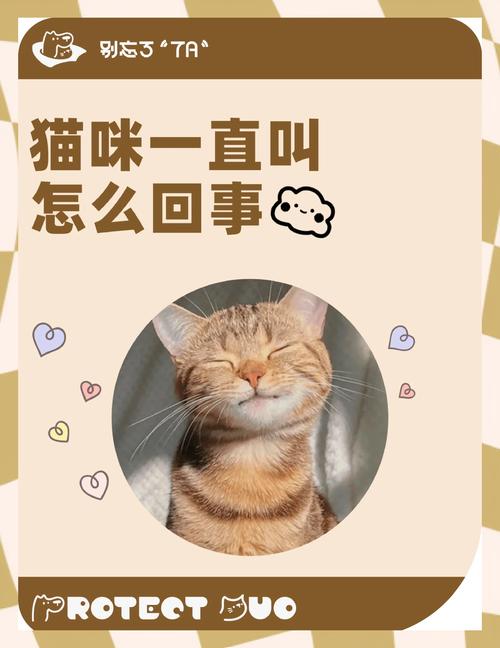 猫咪为什么不叫_如何让猫不叫-第2张图片-后鲨宠物 猫咪为什么不叫_如何让猫不叫-第2张图片-后鲨宠物
