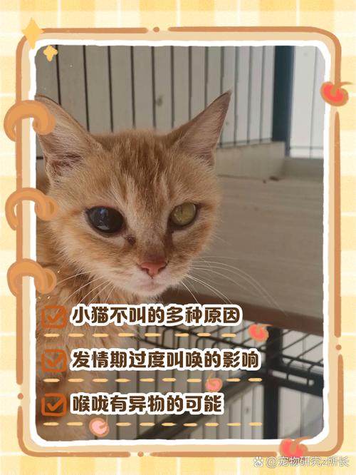 猫咪为什么不叫_如何让猫不叫-第3张图片-后鲨宠物 猫咪为什么不叫_如何让猫不叫-第3张图片-后鲨宠物