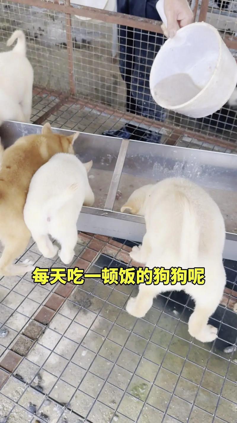 狗狗可以吃肉吗_狗狗可以吃肉吗有什么危害-第4张图片-后鲨宠物