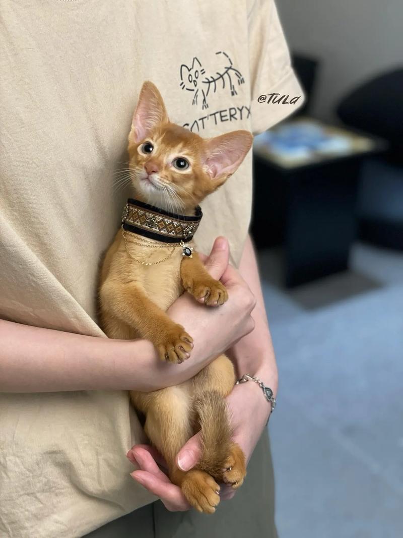 猫咪皮肤大面积发红,猫皮肤一大片红?-第2张图片-后鲨宠物 猫咪皮肤大面积发红,猫皮肤一大片红?-第2张图片-后鲨宠物