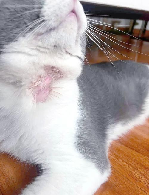 猫咪皮肤大面积发红,猫皮肤一大片红?-第4张图片-后鲨宠物 猫咪皮肤大面积发红,猫皮肤一大片红?-第4张图片-后鲨宠物