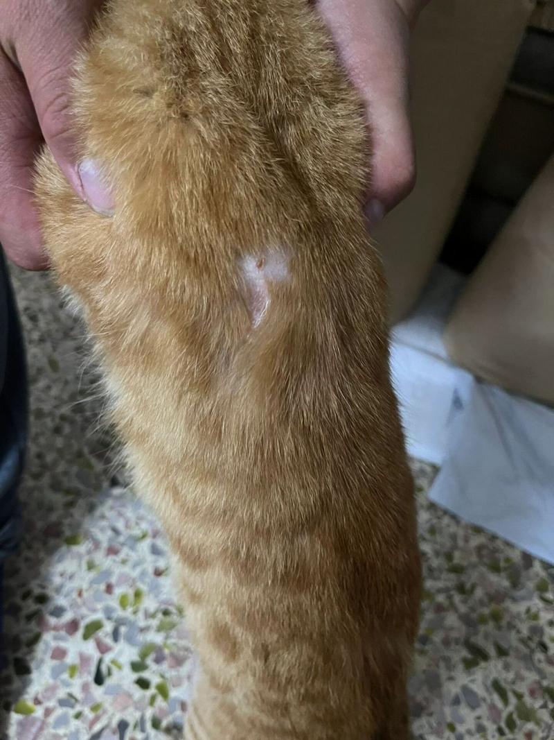 猫咪皮肤大面积发红,猫皮肤一大片红?-第5张图片-后鲨宠物 猫咪皮肤大面积发红,猫皮肤一大片红?-第5张图片-后鲨宠物