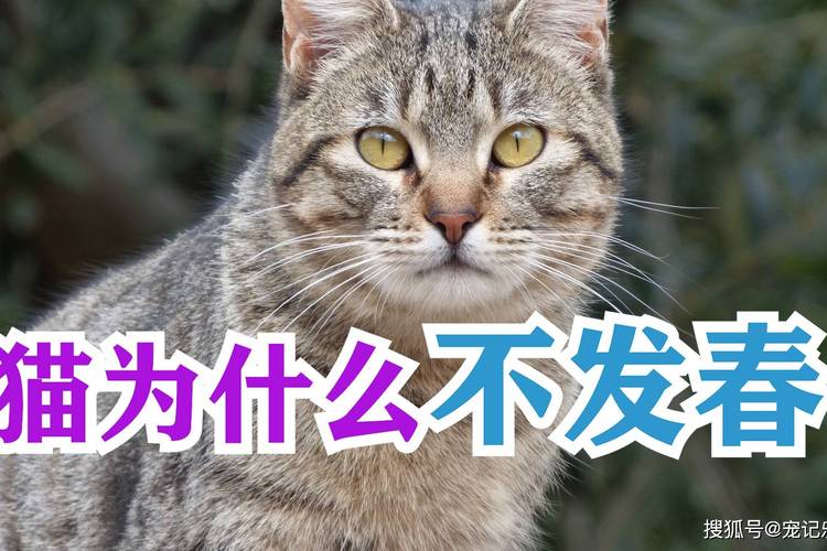 猫咪发情一直叫,猫咪发情一直叫烦怎么缓解?-第1张图片-后鲨宠物 猫咪发情一直叫,猫咪发情一直叫烦怎么缓解?-第1张图片-后鲨宠物