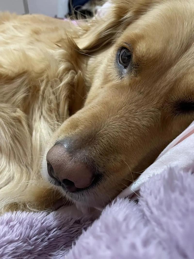 狗狗可以吃冰糖吗_狗狗可以吃冰糖吗?-第3张图片-后鲨宠物 狗狗可以吃冰糖吗_狗狗可以吃冰糖吗?-第3张图片-后鲨宠物