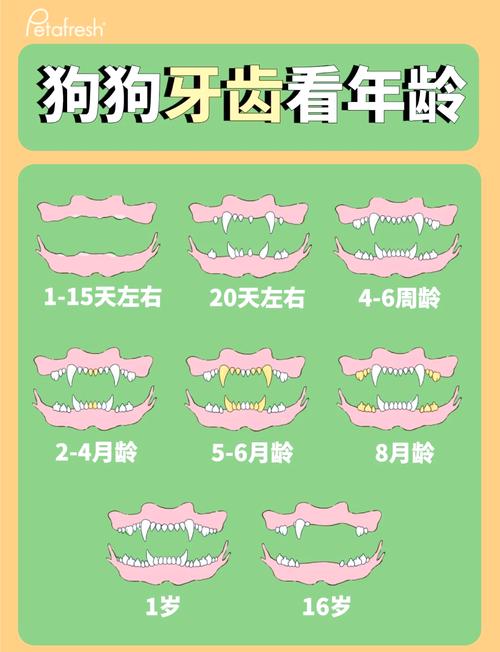狗狗磨牙期是什么时候_狗狗磨牙时间-第4张图片-后鲨宠物 狗狗磨牙期是什么时候_狗狗磨牙时间-第4张图片-后鲨宠物