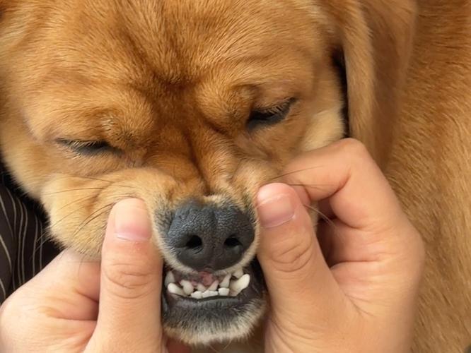 狗狗磨牙期是什么时候_狗狗磨牙时间-第6张图片-后鲨宠物 狗狗磨牙期是什么时候_狗狗磨牙时间-第6张图片-后鲨宠物