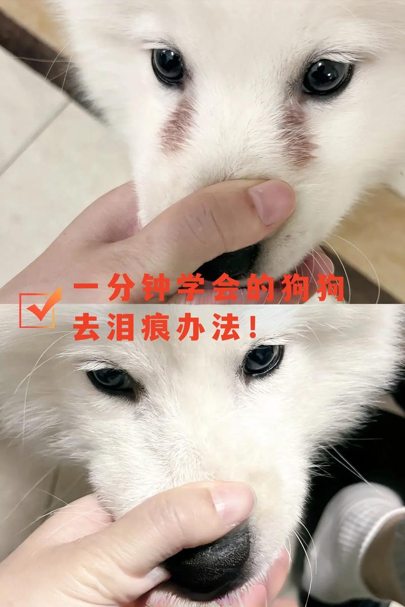 怎么去狗狗泪痕,怎么样去除狗狗泪痕?-第2张图片-后鲨宠物 怎么去狗狗泪痕,怎么样去除狗狗泪痕?-第2张图片-后鲨宠物