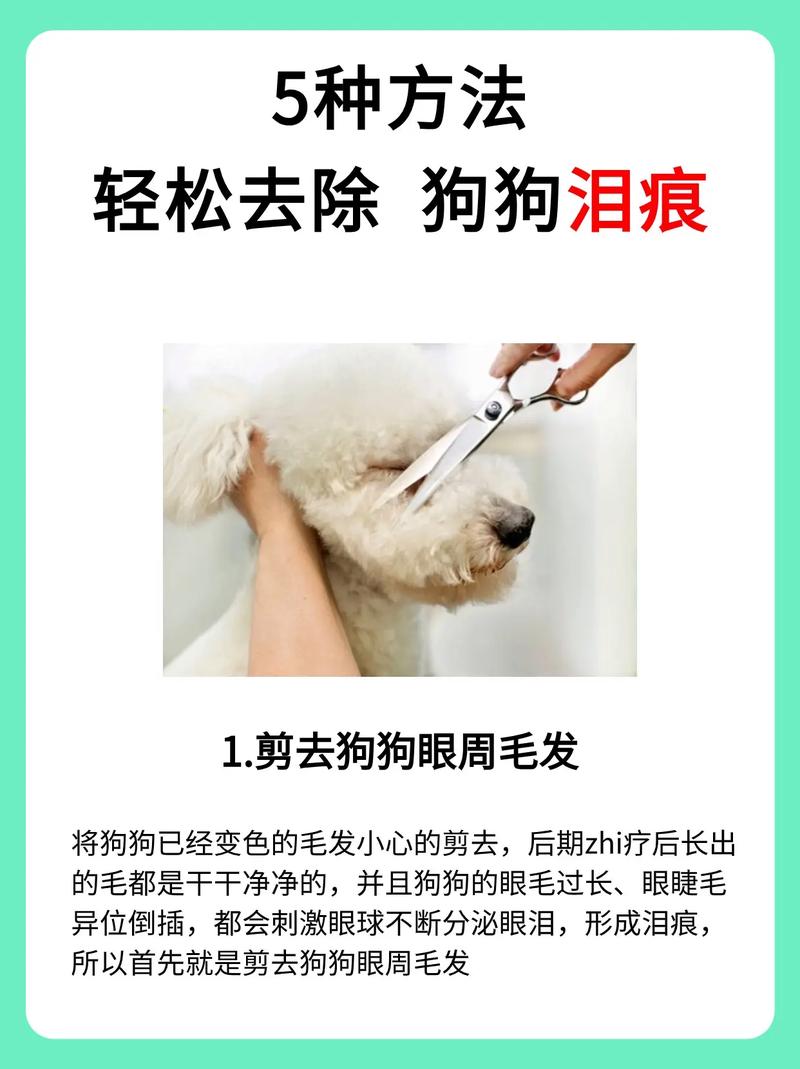 怎么去狗狗泪痕,怎么样去除狗狗泪痕?-第5张图片-后鲨宠物 怎么去狗狗泪痕,怎么样去除狗狗泪痕?-第5张图片-后鲨宠物