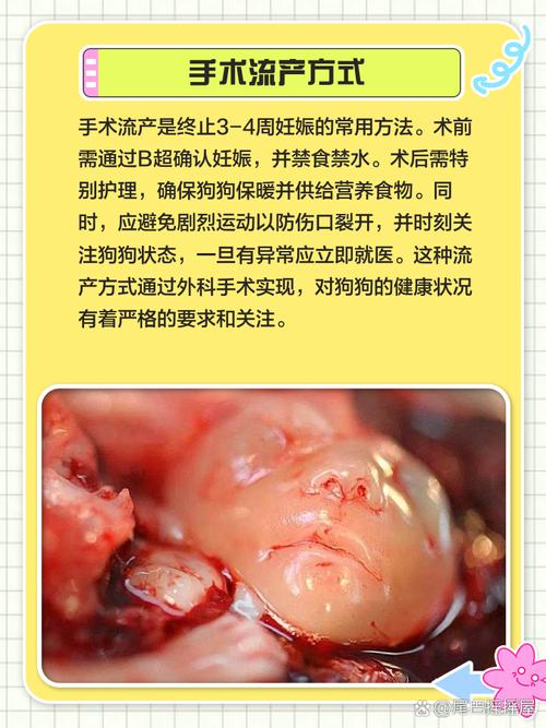 狗狗怀孕了怎么打胎_狗狗怀孕了怎么打胎多少钱-第3张图片-后鲨宠物 狗狗怀孕了怎么打胎_狗狗怀孕了怎么打胎多少钱-第3张图片-后鲨宠物