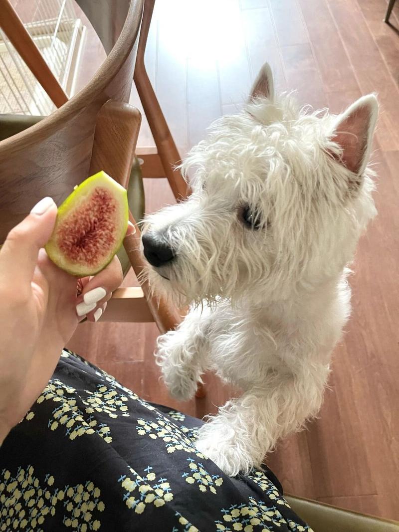 狗狗能吃无花果吗,狗狗能吃无花果嘛-第1张图片-后鲨宠物 狗狗能吃无花果吗,狗狗能吃无花果嘛-第1张图片-后鲨宠物