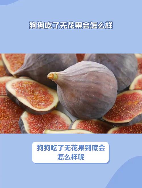 狗狗能吃无花果吗,狗狗能吃无花果嘛-第4张图片-后鲨宠物 狗狗能吃无花果吗,狗狗能吃无花果嘛-第4张图片-后鲨宠物