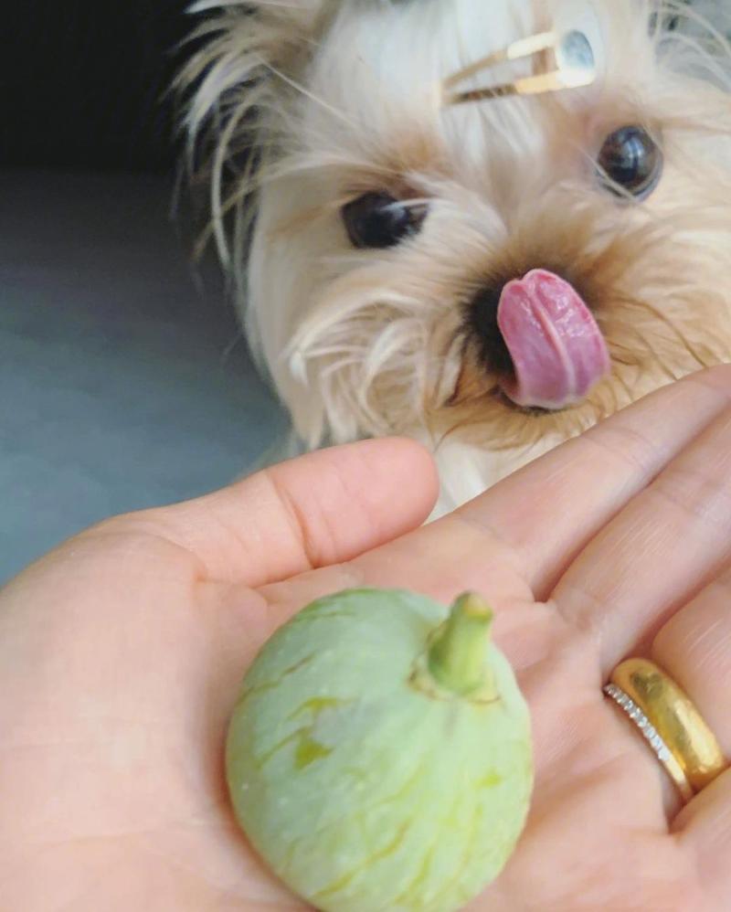 狗狗能吃无花果吗,狗狗能吃无花果嘛-第5张图片-后鲨宠物 狗狗能吃无花果吗,狗狗能吃无花果嘛-第5张图片-后鲨宠物