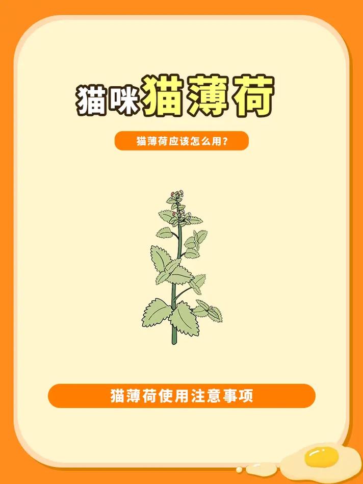 猫咪为什么喜欢薄荷，猫吃猫薄荷有什么作用？-第3张图片-后鲨宠物