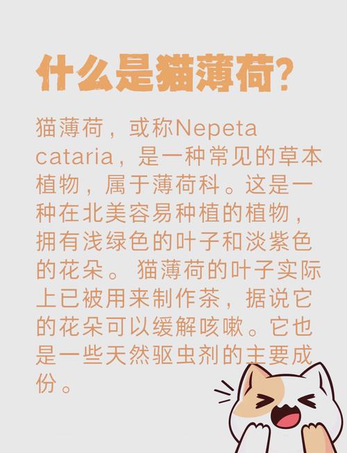 猫咪为什么喜欢薄荷，猫吃猫薄荷有什么作用？-第6张图片-后鲨宠物