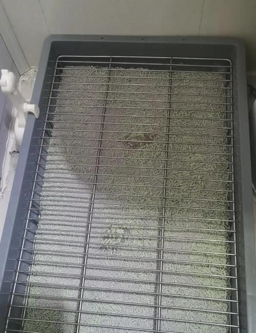 猫砂可以给狗狗用吗,猫砂狗能用不?-第3张图片-后鲨宠物 猫砂可以给狗狗用吗,猫砂狗能用不?-第3张图片-后鲨宠物