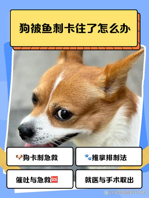 狗狗被鱼刺卡住的表现_狗狗被鱼刺卡住的表现是什么-第5张图片-后鲨宠物 狗狗被鱼刺卡住的表现_狗狗被鱼刺卡住的表现是什么-第5张图片-后鲨宠物