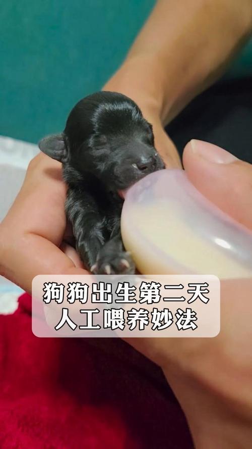 刚生下来的狗狗怎么养,刚出生的狗该怎么养?-第4张图片-后鲨宠物 刚生下来的狗狗怎么养,刚出生的狗该怎么养?-第4张图片-后鲨宠物