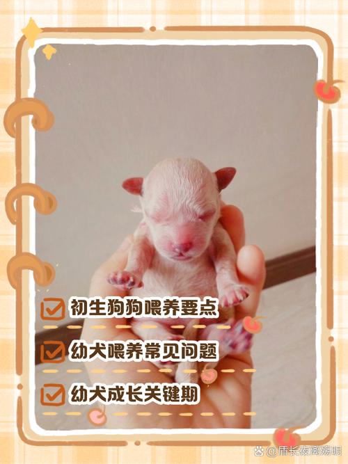 刚生下来的狗狗怎么养,刚出生的狗该怎么养?-第5张图片-后鲨宠物 刚生下来的狗狗怎么养,刚出生的狗该怎么养?-第5张图片-后鲨宠物