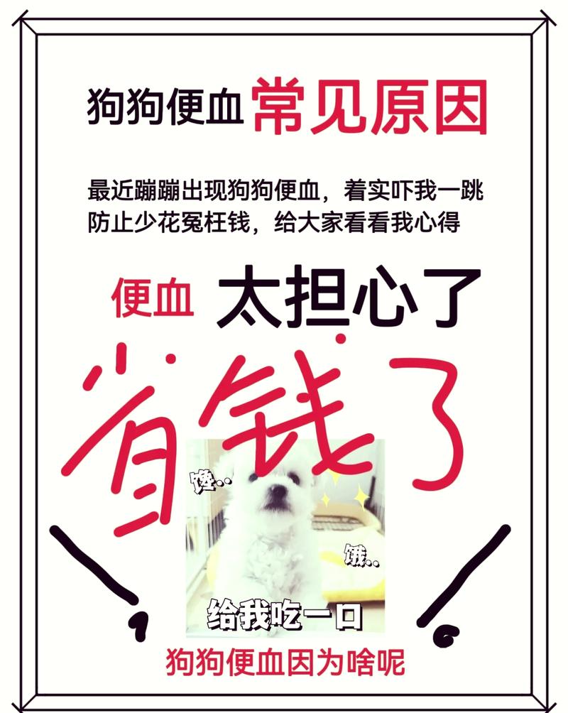 狗狗呕吐拉血怎么回事,狗狗呕吐并拉血-第1张图片-后鲨宠物 狗狗呕吐拉血怎么回事,狗狗呕吐并拉血-第1张图片-后鲨宠物