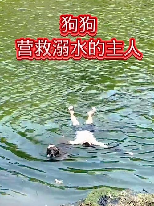 狗狗尿不出来紧急办法_狗狗尿不下来-第1张图片-后鲨宠物 狗狗尿不出来紧急办法_狗狗尿不下来-第1张图片-后鲨宠物