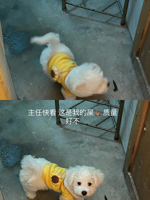 狗狗尿不出来紧急办法_狗狗尿不下来-第2张图片-后鲨宠物 狗狗尿不出来紧急办法_狗狗尿不下来-第2张图片-后鲨宠物