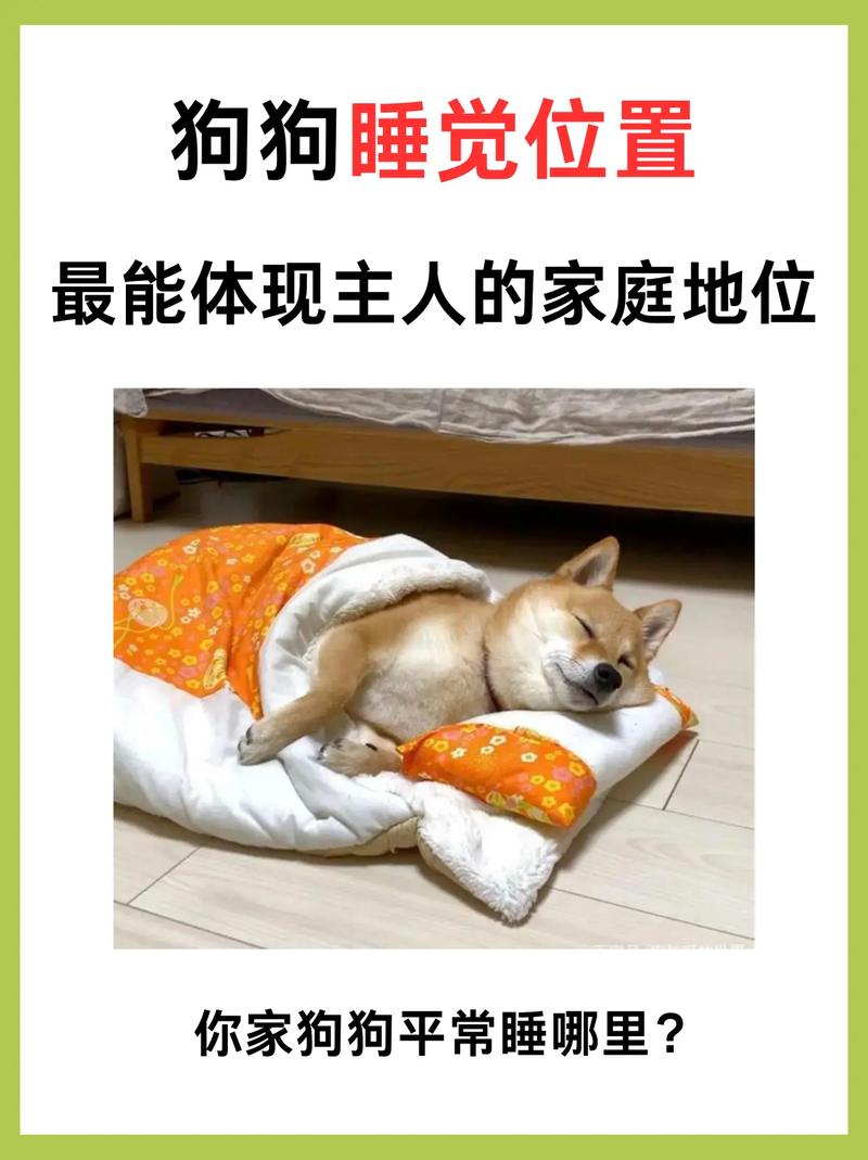 怎样让狗狗睡觉,怎样让狗狗睡觉不粘人?-第3张图片-后鲨宠物 怎样让狗狗睡觉,怎样让狗狗睡觉不粘人?-第3张图片-后鲨宠物