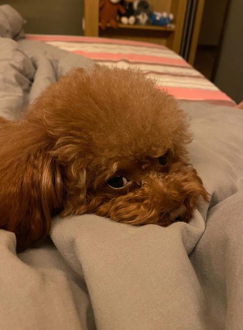 怎样让狗狗睡觉,怎样让狗狗睡觉不粘人?-第6张图片-后鲨宠物 怎样让狗狗睡觉,怎样让狗狗睡觉不粘人?-第6张图片-后鲨宠物