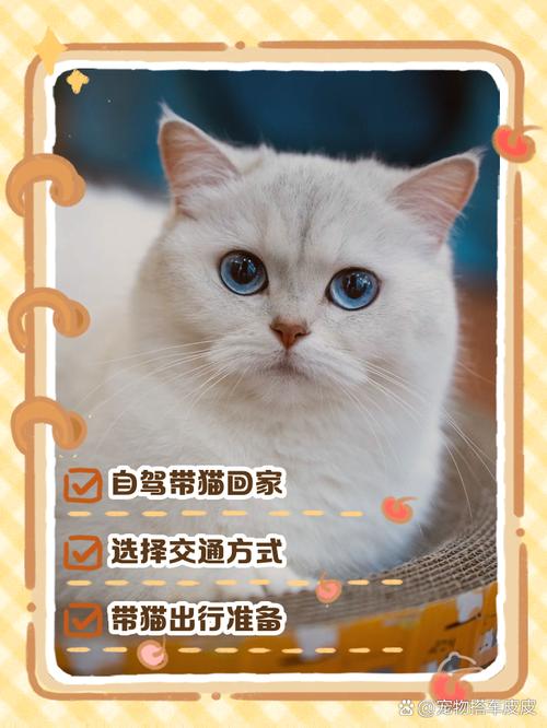 猫咪怎么带回家_猫咪如何带回家-第2张图片-后鲨宠物