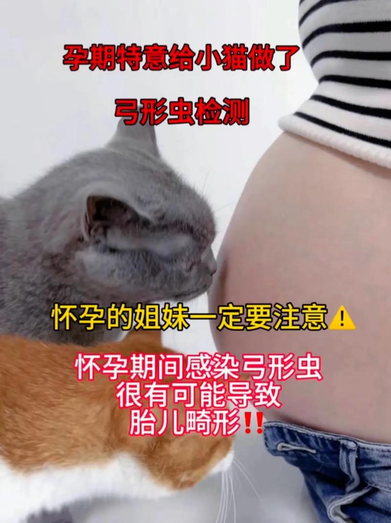 怀孕养猫咪有影响吗_怀孕养猫咪有影响吗知乎-第3张图片-后鲨宠物