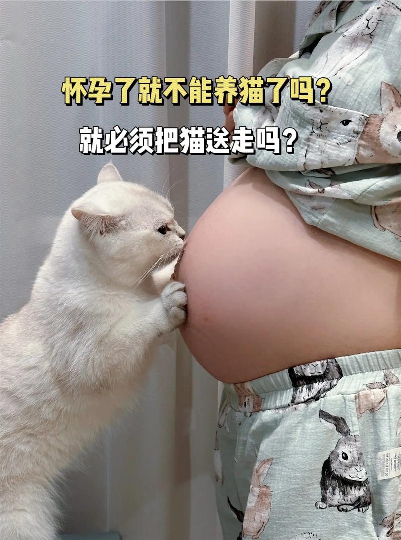 怀孕养猫咪有影响吗_怀孕养猫咪有影响吗知乎-第4张图片-后鲨宠物