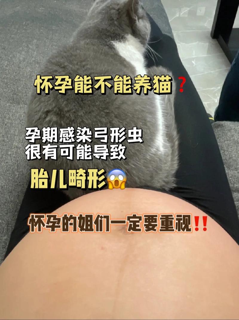 怀孕养猫咪有影响吗_怀孕养猫咪有影响吗知乎-第6张图片-后鲨宠物