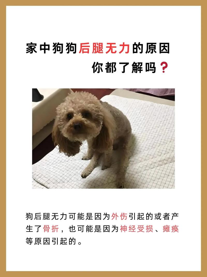 狗狗后腿无力怎么治,狗狗后腿无力治疗时候遛狗?-第1张图片-后鲨宠物 狗狗后腿无力怎么治,狗狗后腿无力治疗时候遛狗?-第1张图片-后鲨宠物