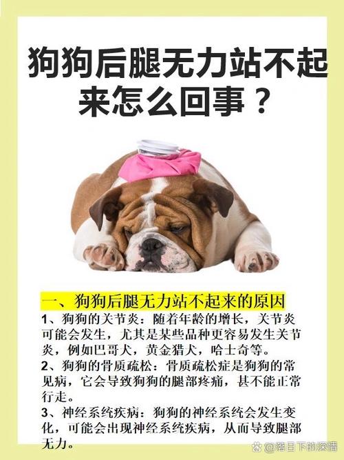 狗狗后腿无力怎么治,狗狗后腿无力治疗时候遛狗?-第3张图片-后鲨宠物 狗狗后腿无力怎么治,狗狗后腿无力治疗时候遛狗?-第3张图片-后鲨宠物