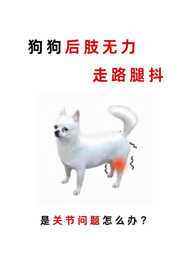 狗狗后腿无力怎么治,狗狗后腿无力治疗时候遛狗?-第4张图片-后鲨宠物 狗狗后腿无力怎么治,狗狗后腿无力治疗时候遛狗?-第4张图片-后鲨宠物
