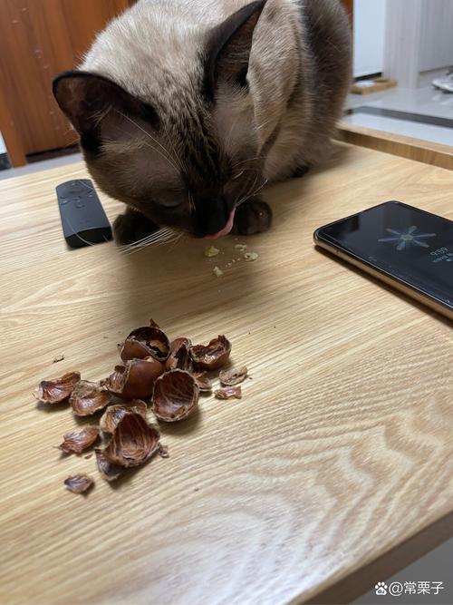 猫咪可以吃板栗吗_猫咪能不能吃板栗-第2张图片-后鲨宠物 猫咪可以吃板栗吗_猫咪能不能吃板栗-第2张图片-后鲨宠物