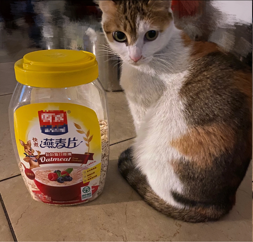 猫咪可以吃麦片吗,小猫咪能吃麦片吗?-第4张图片-后鲨宠物 猫咪可以吃麦片吗,小猫咪能吃麦片吗?-第4张图片-后鲨宠物
