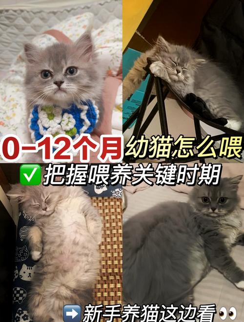 猫咪多大可以吃肉,猫咪多大能吃肉-第2张图片-后鲨宠物 猫咪多大可以吃肉,猫咪多大能吃肉-第2张图片-后鲨宠物