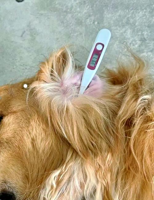 狗狗发烧会自己好吗,狗狗发烧会自己痊愈吗?-第4张图片-后鲨宠物 狗狗发烧会自己好吗,狗狗发烧会自己痊愈吗?-第4张图片-后鲨宠物