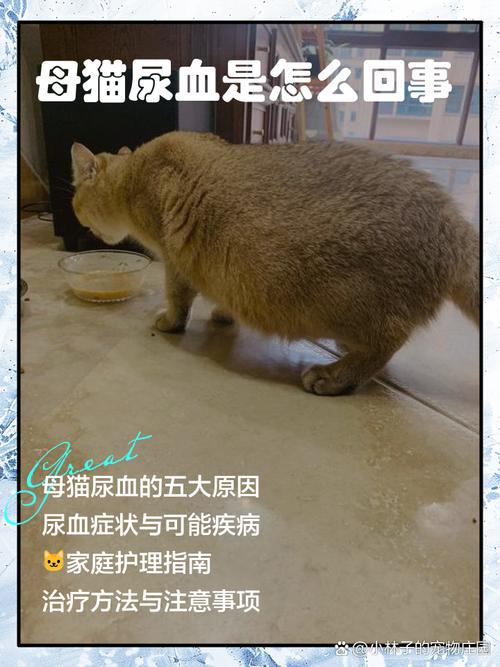 猫咪尿血怎么回事,猫咪尿血是怎么办?-第1张图片-后鲨宠物 猫咪尿血怎么回事,猫咪尿血是怎么办?-第1张图片-后鲨宠物