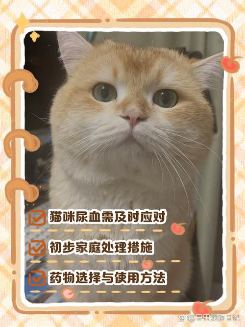 猫咪尿血怎么回事,猫咪尿血是怎么办?-第2张图片-后鲨宠物 猫咪尿血怎么回事,猫咪尿血是怎么办?-第2张图片-后鲨宠物