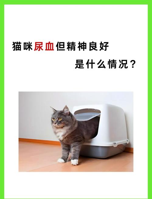 猫咪尿血怎么回事,猫咪尿血是怎么办?-第3张图片-后鲨宠物 猫咪尿血怎么回事,猫咪尿血是怎么办?-第3张图片-后鲨宠物