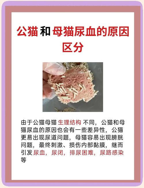 猫咪尿血怎么回事,猫咪尿血是怎么办?-第4张图片-后鲨宠物 猫咪尿血怎么回事,猫咪尿血是怎么办?-第4张图片-后鲨宠物