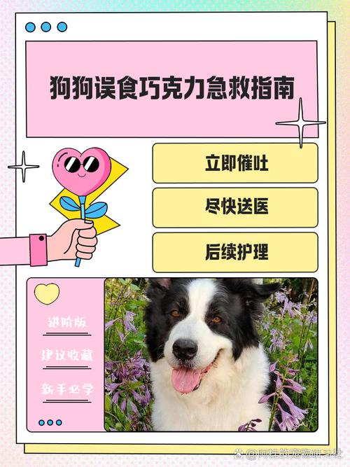 狗狗吃了巧克力怎么办_狗狗吃了巧克力怎么办在家怎么样治疗-第2张图片-后鲨宠物